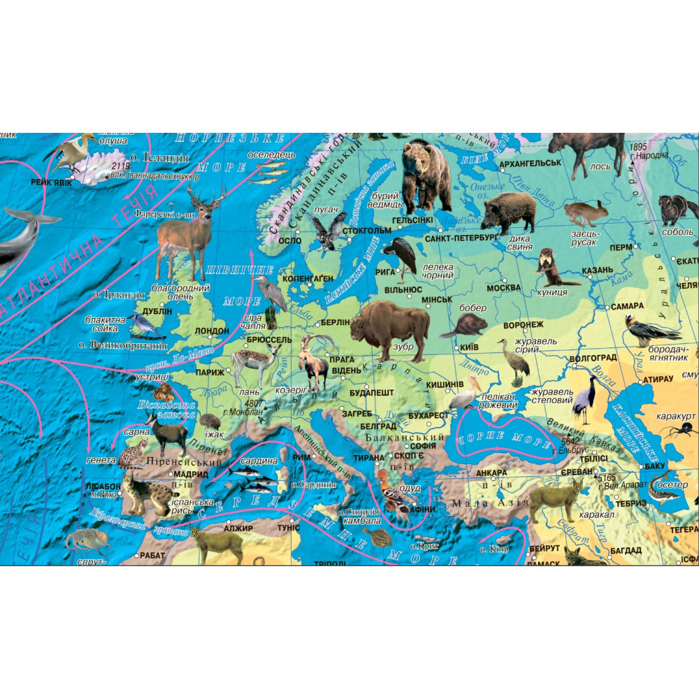 World animal map 100x70 cm M 1:35 500 000 laminated paper on strips (4820114952240)